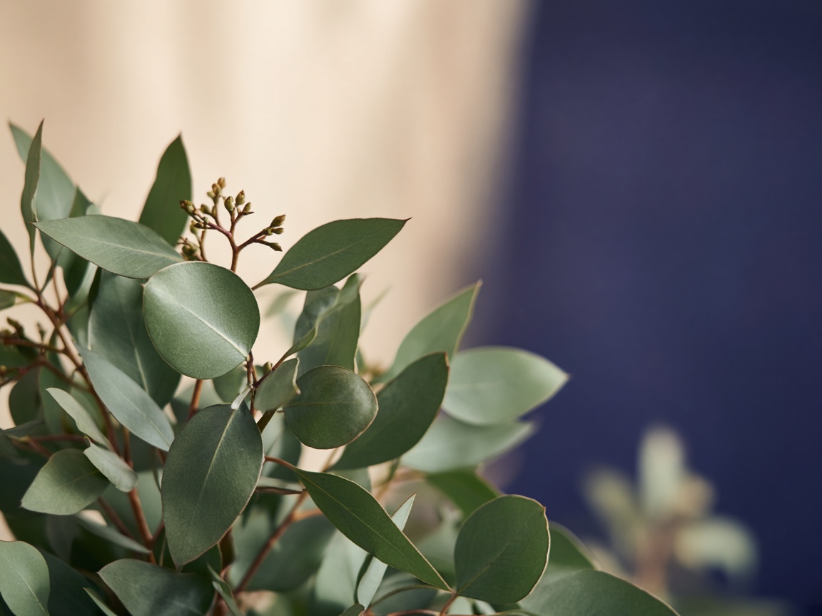 Eucalyptus botanical detail against indigo and cream